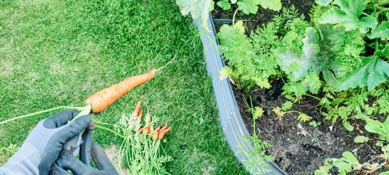 Ein neues Kapitel – Februar im Garten